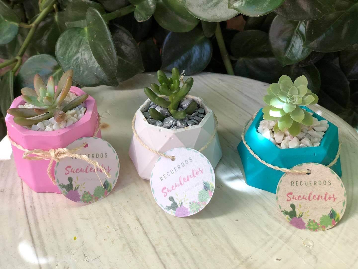 Recuerdo Suculentos - Recuerdos y Artículos personalizados en todo México