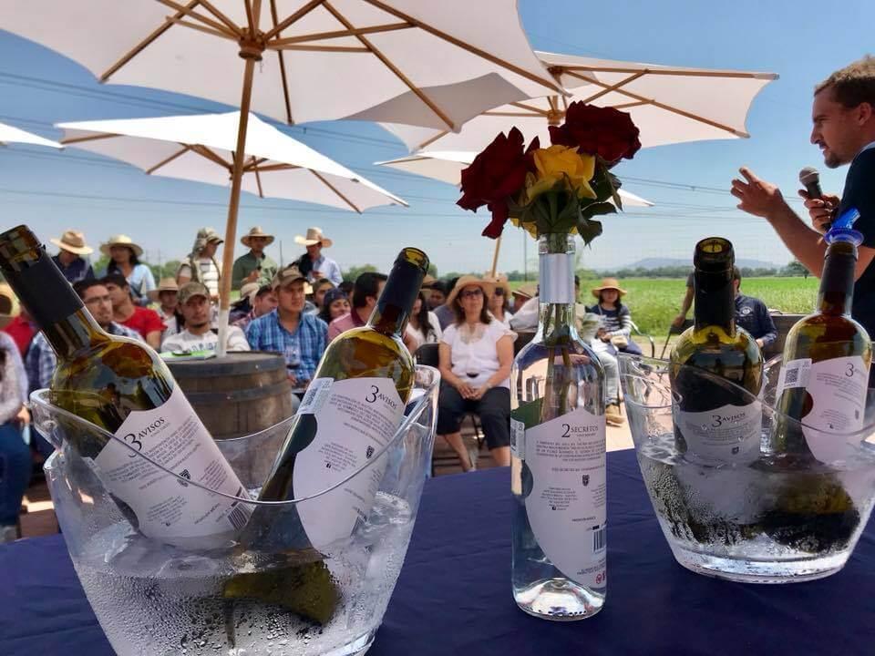 Cava 57, Viñedos en San Juan del Río — foto 4