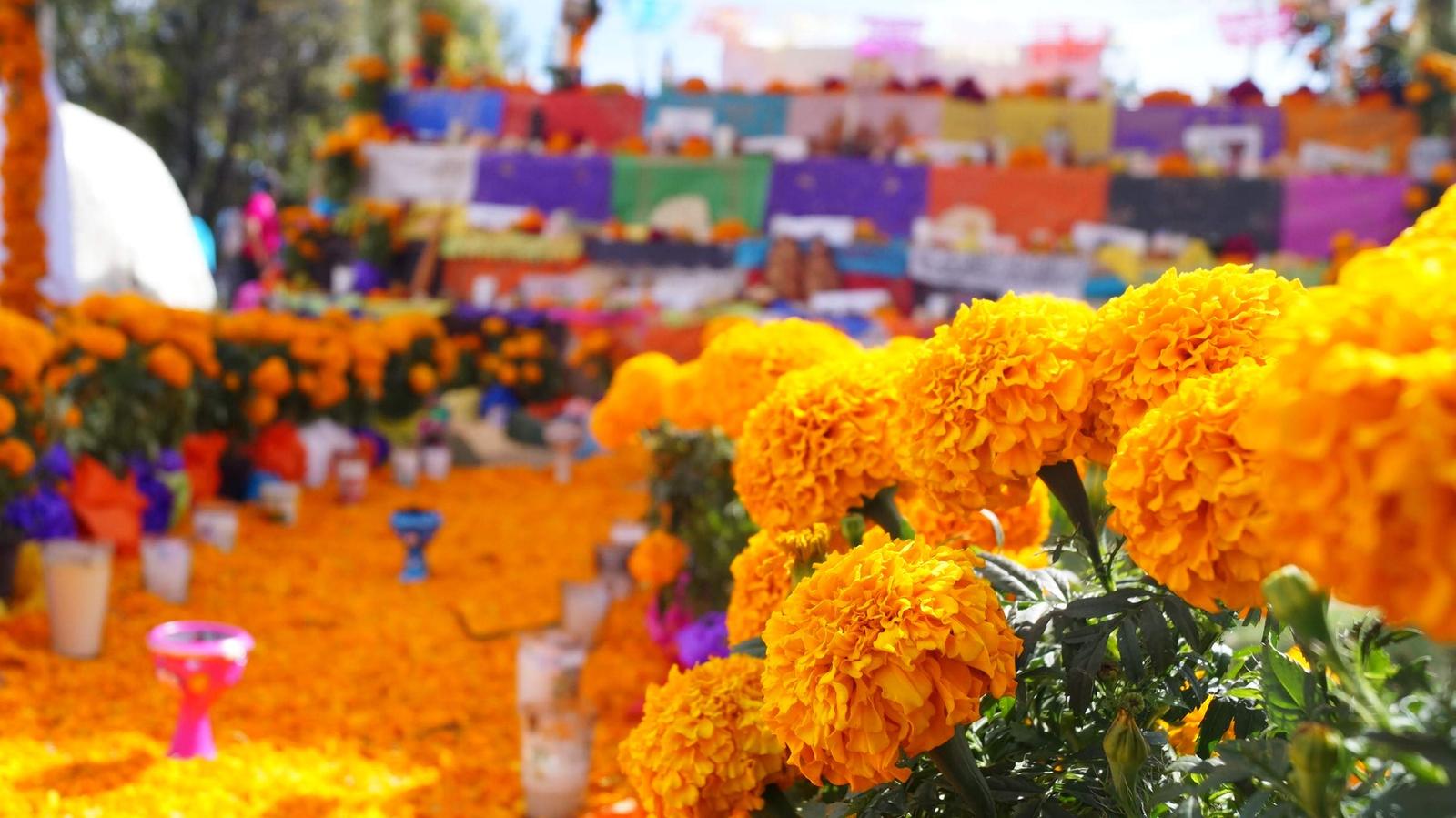 Flores de cempasúchil