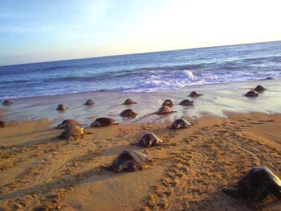 Playa Tortugas, Nayarit